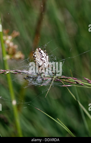 Oakleaf orbweaver, Araneus ceropegius, Aculepeira ceropegia Foto Stock