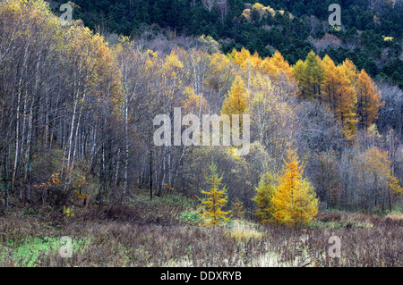 I larici in autunno, Hokkaido Foto Stock