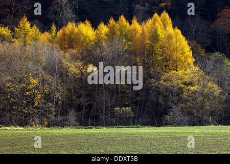 I larici in autunno, Hokkaido Foto Stock