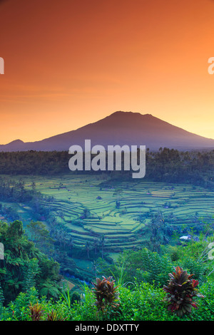 Indonesia, Bali, Redang, Vista dei terrazzi di riso e Gunung Agung Vulcano Foto Stock