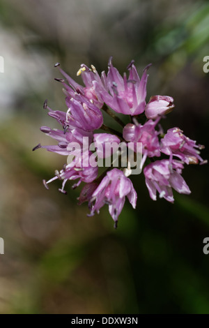 Rosy aglio Allium roseum, infiorescenza Foto Stock