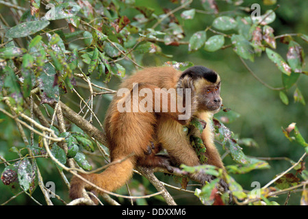 Il Brasile, Pantanal: scimmie cappuccino (Cebus apella) graffiare la sua testa su un lembo di albero Foto Stock