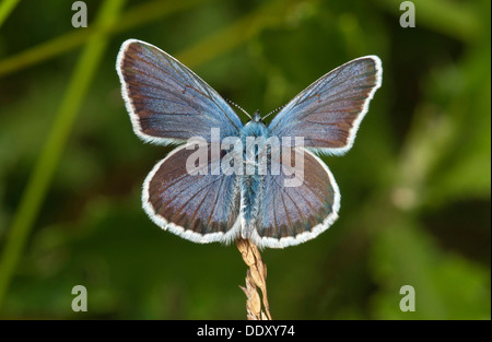 Argento-Blu chiodati (Plebejus argus) Foto Stock