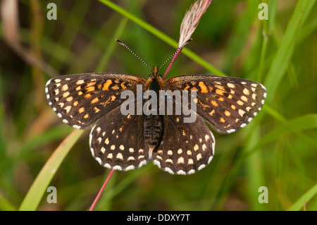 Falso Heath Fritillary (Melitaea diamina) Foto Stock