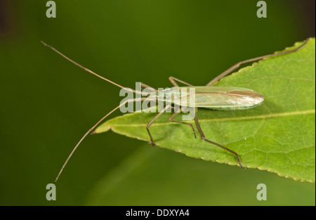 Lunghi e sottili di impianto Bug (Megaloceroea recticornis) seduto su una foglia Foto Stock