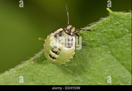 Verde comune Shieldbug (Palomena prasina), larva Foto Stock