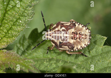 Schermo viola Bug (Carpocoris purpureipennis), larva nella quinta instar Foto Stock