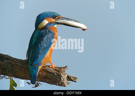 Kingfisher (Alcedo atthis) Foto Stock