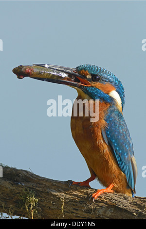 Kingfisher (Alcedo atthis) Foto Stock