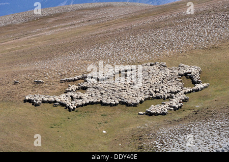 Gregge di pecore al pascolo Foto Stock