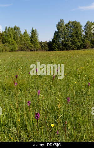 Prato umido con orchis, Magnetsrieder Hardt riserva naturale vicino a Weilheim Foto Stock