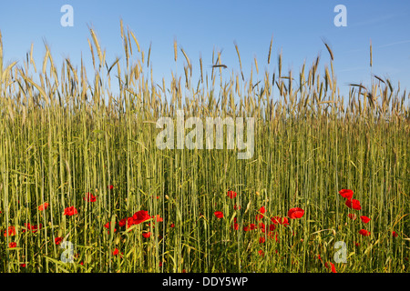 Campo di mais e di papavero (Papaver rhoeas) Foto Stock