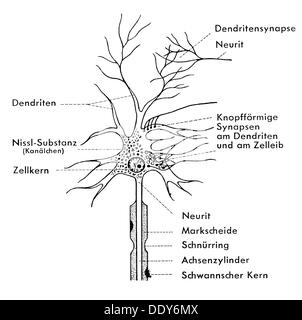 Medicina, anatomia, cellula nervosa, diagramma schematico di una cellula gangliana, disegno, XX secolo, XX secolo, grafico, grafica, neurale, neuritica, via nervosa, tratto nervoso, vie nervose, tratti nervosi, neurone, neuroni, ganglio, ganglia, dendriti, synapse, nuclei cellulari, nuclei, nuclei, Nissl corpo, mielina, guaina, Schwanon, Cellule nervose, cellule nervose, diagramma schematico, schema, schemi, storico, storico, Additional-Rights-Clearences-non disponibile Foto Stock