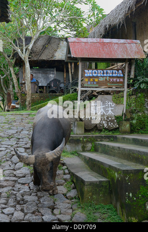 Indonesia, isola di Bali, Tenganan, buffalo libero a piedi nel villaggio Foto Stock