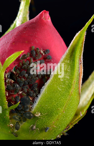 Grande Rose afidi (Macrosiphum rosae), Colonia, parassiti su una rosa (Rosa) bud Foto Stock
