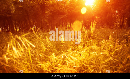Parco autunnale, bello golden erba secca campo nella foresta in giornata di sole caldo giallo luce del tramonto, caduta stagione, la natura in autunno Foto Stock