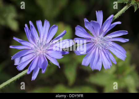 Cicoria Cichorium intybus Foto Stock