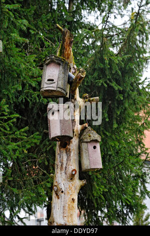 Nesting scatole su un albero morto, Monaco di Baviera Foto Stock