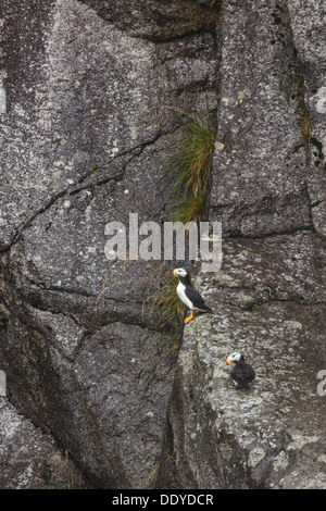 Puffin con corna sulla sporgenza rocciosa della colonia di nidificazione della scogliera Foto Stock