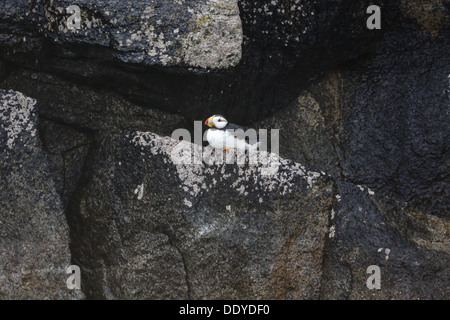 Puffin con corna nidificato sulla sporgenza rocciosa in Alaska Foto Stock