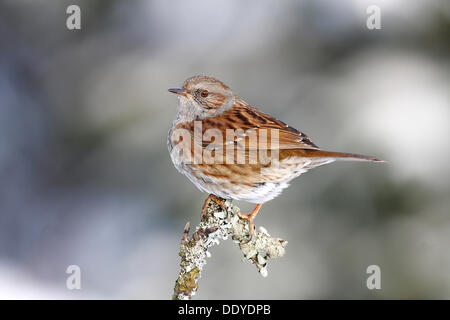 Dunnock o Hedge trillo (Prunella modularis) seduto su un ramo in inverno Foto Stock