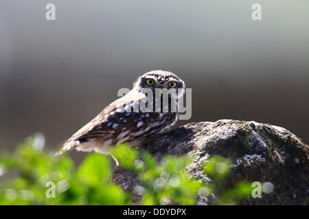 Civetta (Athene noctua) seduto su una roccia, osservando, luce posteriore, Estremadura, Spagna, Europa Foto Stock