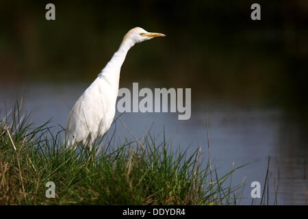 Airone guardabuoi (Bubulcus ibis, Ardeola ibis), in piedi nel prato, Estremadura, Spagna, Europa Foto Stock