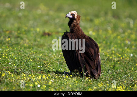 Eurasian avvoltoio nero (Aegypius monachus) seduto sul prato, Estremadura, Spagna, Europa Foto Stock