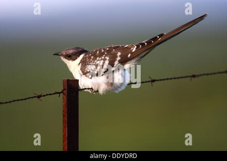 Grande cuculo maculato (Clamator glandarius) seduto sul rusty filo spinato, Estremadura, Spagna, Europa Foto Stock