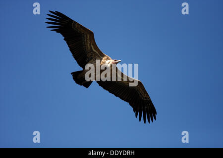 Grifone (Gyps fulvus) battenti, Monfraguee National Park, Spagna, Europa Foto Stock