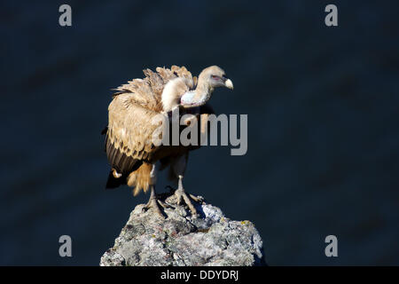 Grifone (Gyps fulvus) seduto su una roccia, Nazionale Monfraguee, Spagna, Europa Foto Stock