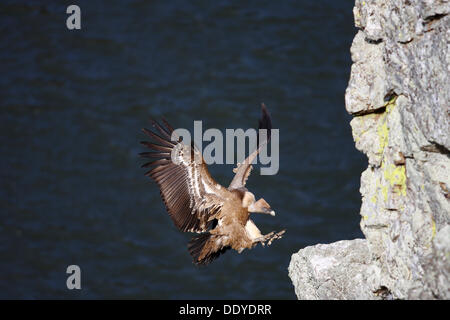 Grifone (Gyps fulvus), sbarco sulla scogliera battuta, Monfraguee, Spagna, Europa Foto Stock