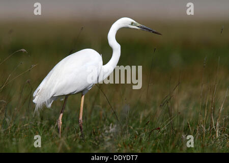 Grande airone bianco o bianco grande airone rosso (Ardea alba Casmerodius Albus) avviso permanente in un prato, Apetlon, lago di Neusiedl Foto Stock