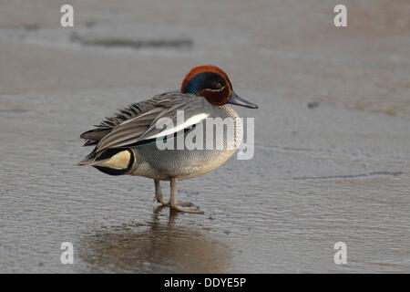 Eurasian Teal o comune (Teal Anas crecca), maschio in allevamento del piumaggio in piedi sulle acque congelate Foto Stock