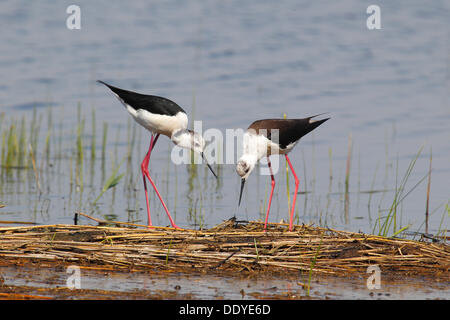 Black-winged Stilt, comune Stilt o Pied Stilt (Himantopus himantopus), coppia arroccato su canne Foto Stock