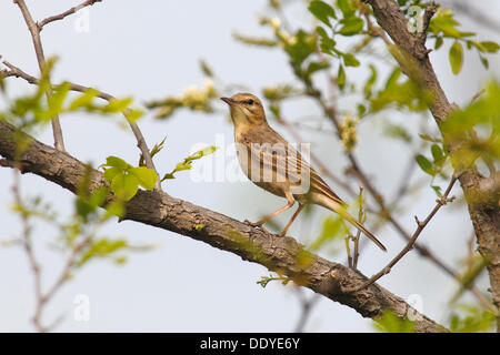 Il Tawny Pipit (Anthus campestris), appollaiato su un ramo Foto Stock