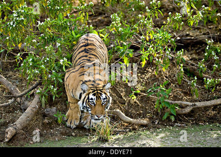 Tiger (Panthera tigris) a waterhole in Ranthambore, Rajasthan, India Foto Stock