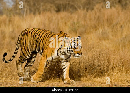 Tiger (Panthera tigris) muovendosi in Ranthambore Riserva della Tigre, India Foto Stock