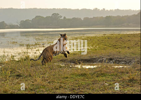 Tiger (Panthera tigris) saltando su un fiume al tramonto nel Parco nazionale di Ranthambore, Rajasthan, India, Asia Foto Stock