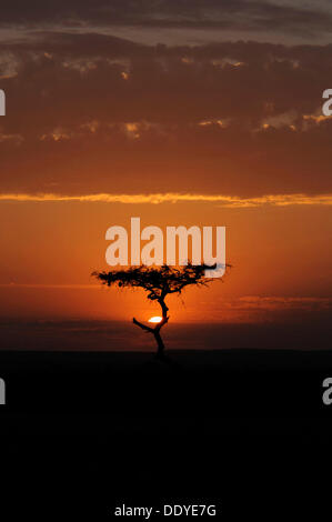 Acacia stagliano contro il tramonto in Masai Mara, Kenya, Africa Foto Stock