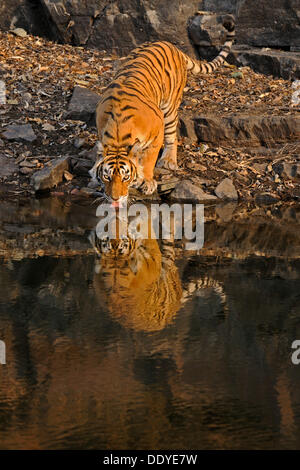 Tiger (Panthera tigris) bere da un foro di acqua nel Parco nazionale di Ranthambore, Rajasthan, India, Asia, India Foto Stock