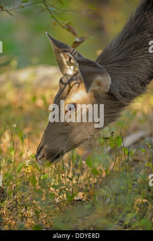 Sambar deer (Rusa unicolor), femmina, rovistando nella prateria a secco Foto Stock