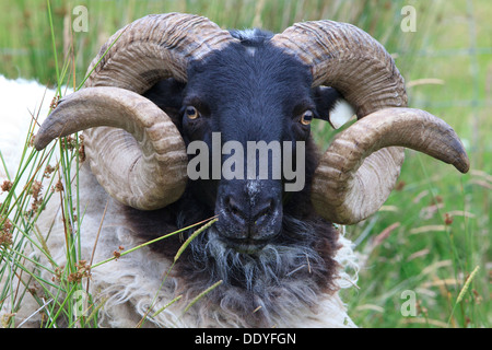 Close-up di una ram di testa (Ovis aries) in Connemara, Irlanda Foto Stock