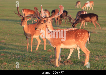 Un allevamento di daini al Phoenix Park di Dublino, Irlanda Foto Stock