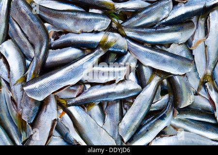 Fresche acciughe grezzo preparato per la lavorazione Foto Stock