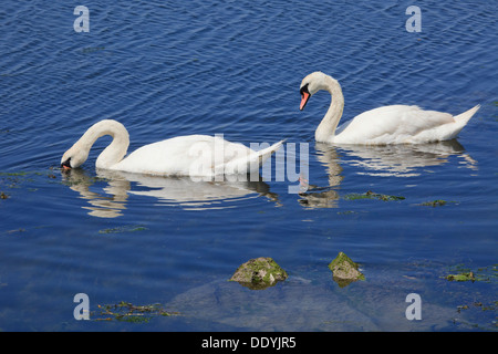 Due cigni (Cygnus olor) sul lago in Galway Kinvara, Irlanda Foto Stock