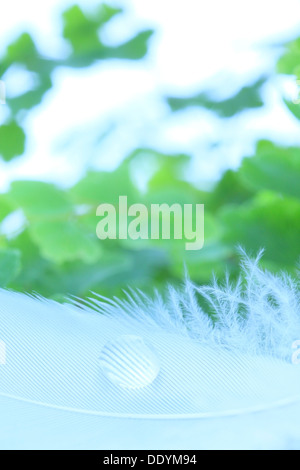 Goccia di acqua sulle piume e foglie verdi Foto Stock