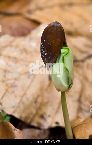 Il faggio (Fagus sylvatica), piantina, Kramsach, Tirolo, Austria, Europa Foto Stock