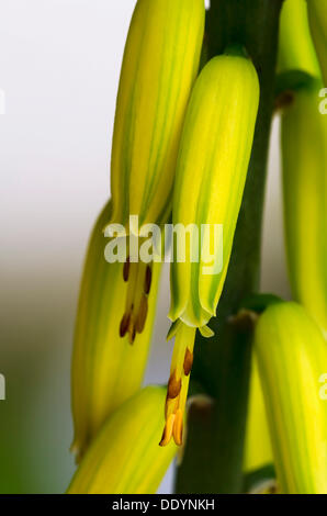 Aloe (Aloe vera fioritura, Schwaz, in Tirolo, Austria, Europa Foto Stock