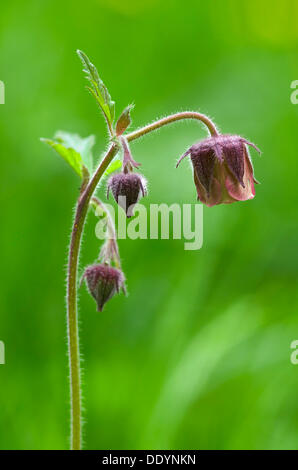 Acqua (Avens Geum rivale), Stans, Tirolo, Austria, Europa Foto Stock